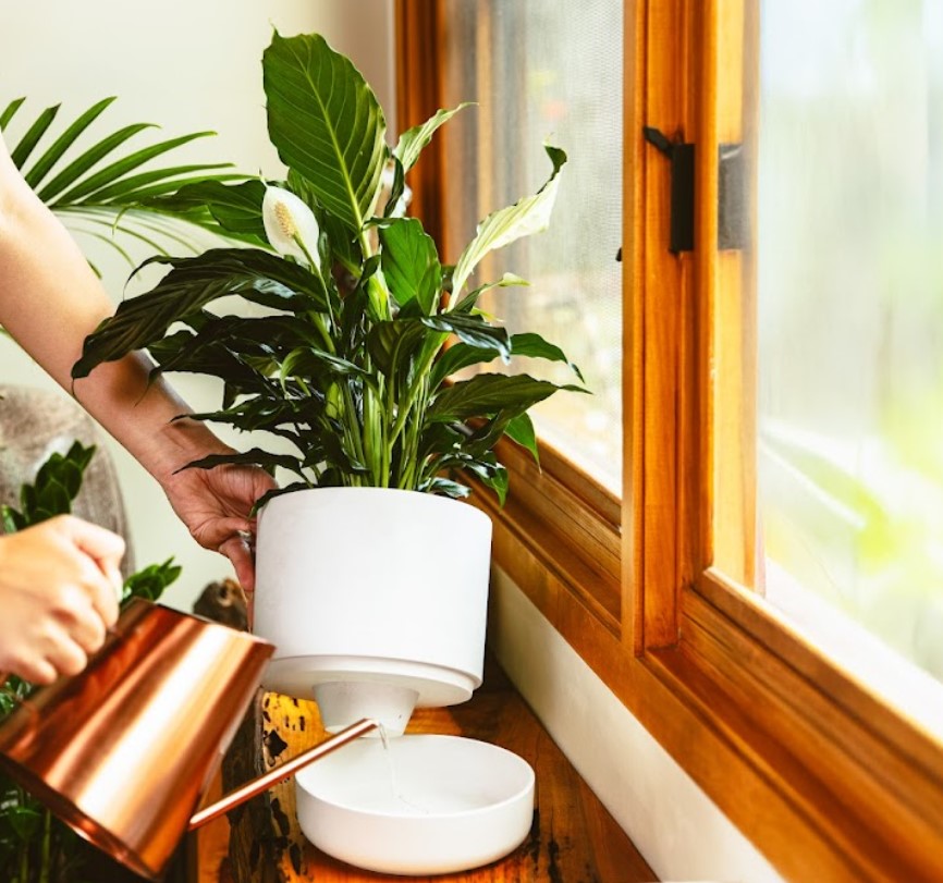 Best Self Watering Plants