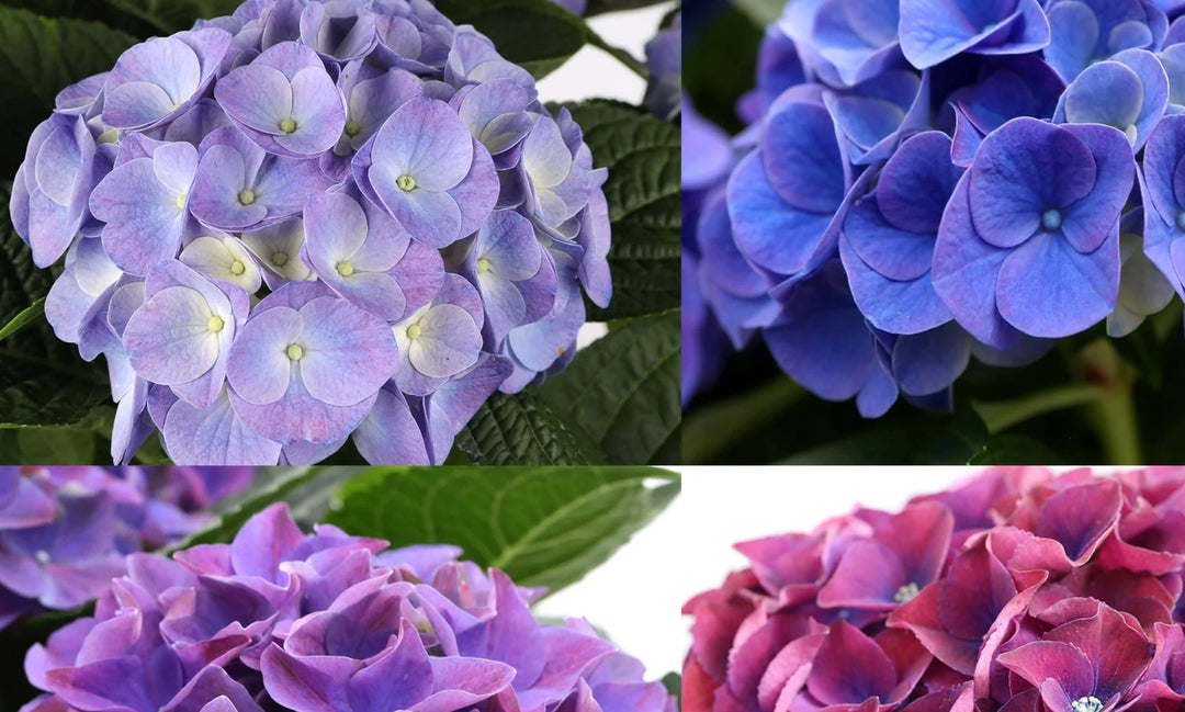Blue Hydrangea Meaning