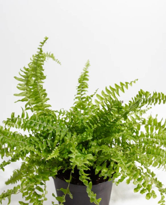Boston Fern Light Requirements
