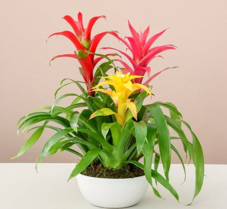 Bromeliad Pups