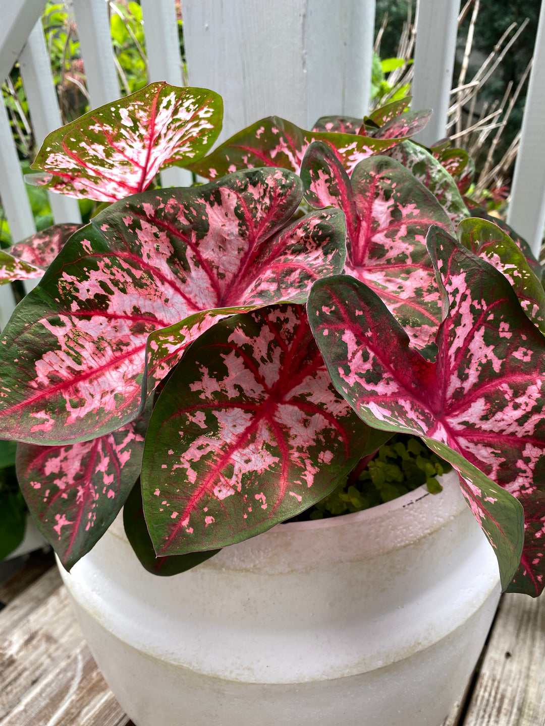 Patio Container Garden Ideas