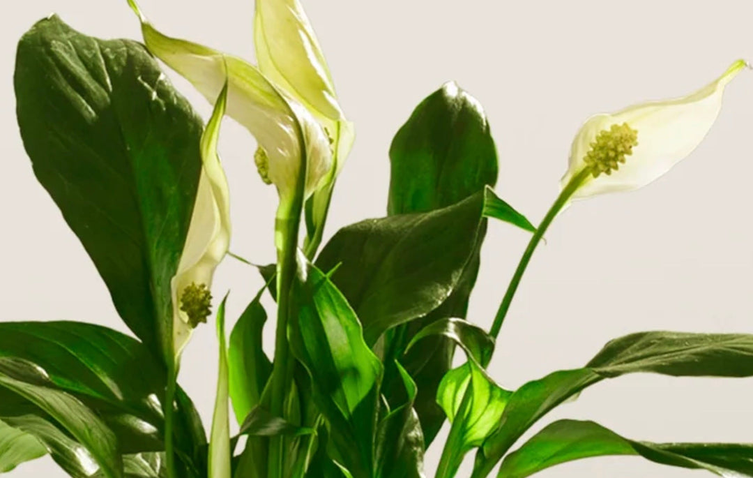 Can Peace Lily Grow in Water