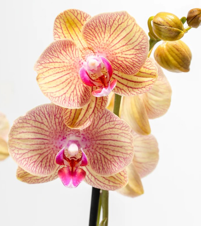 Do Orchids Need Sunlight
