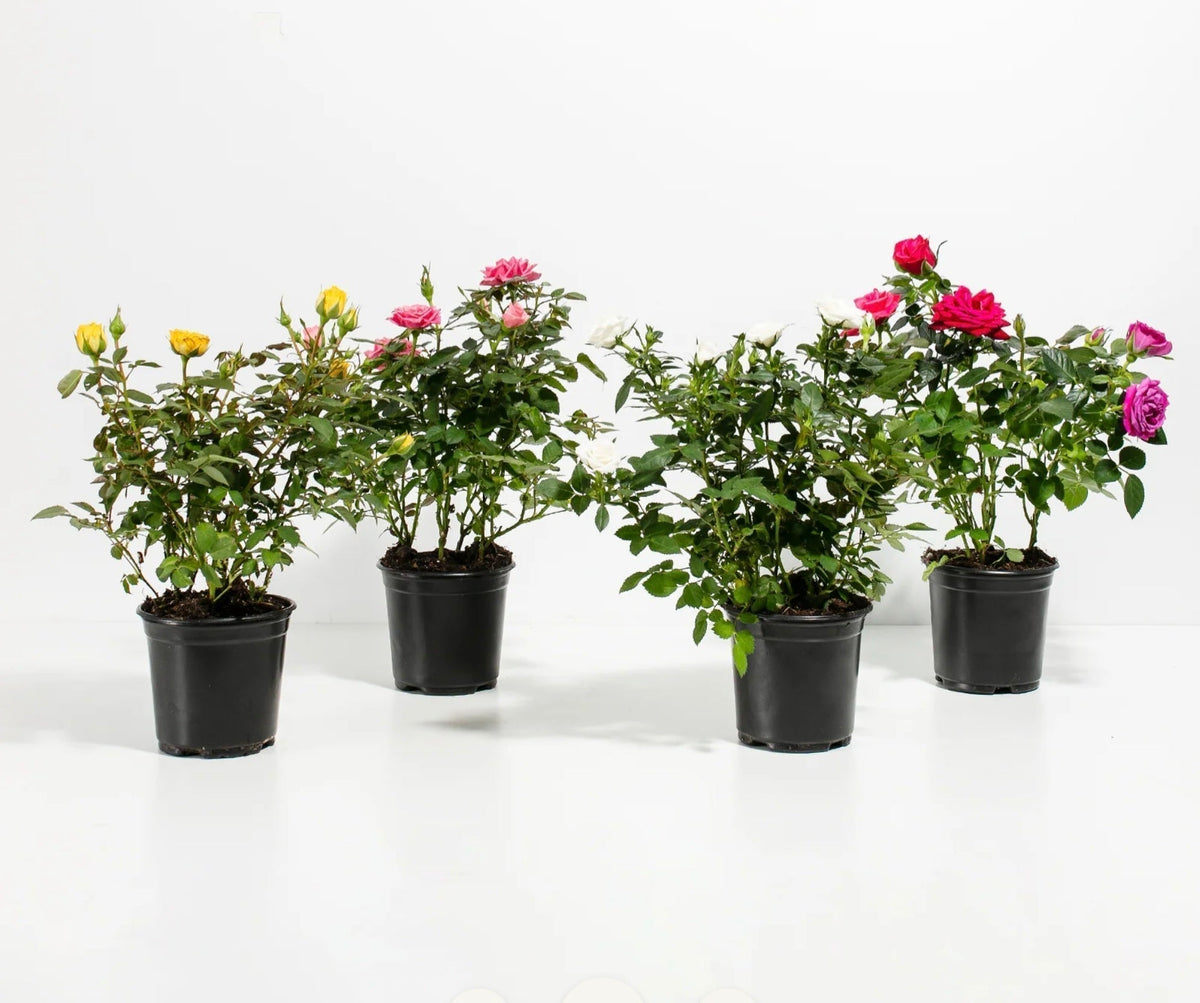 Do Roses Need Full Sun