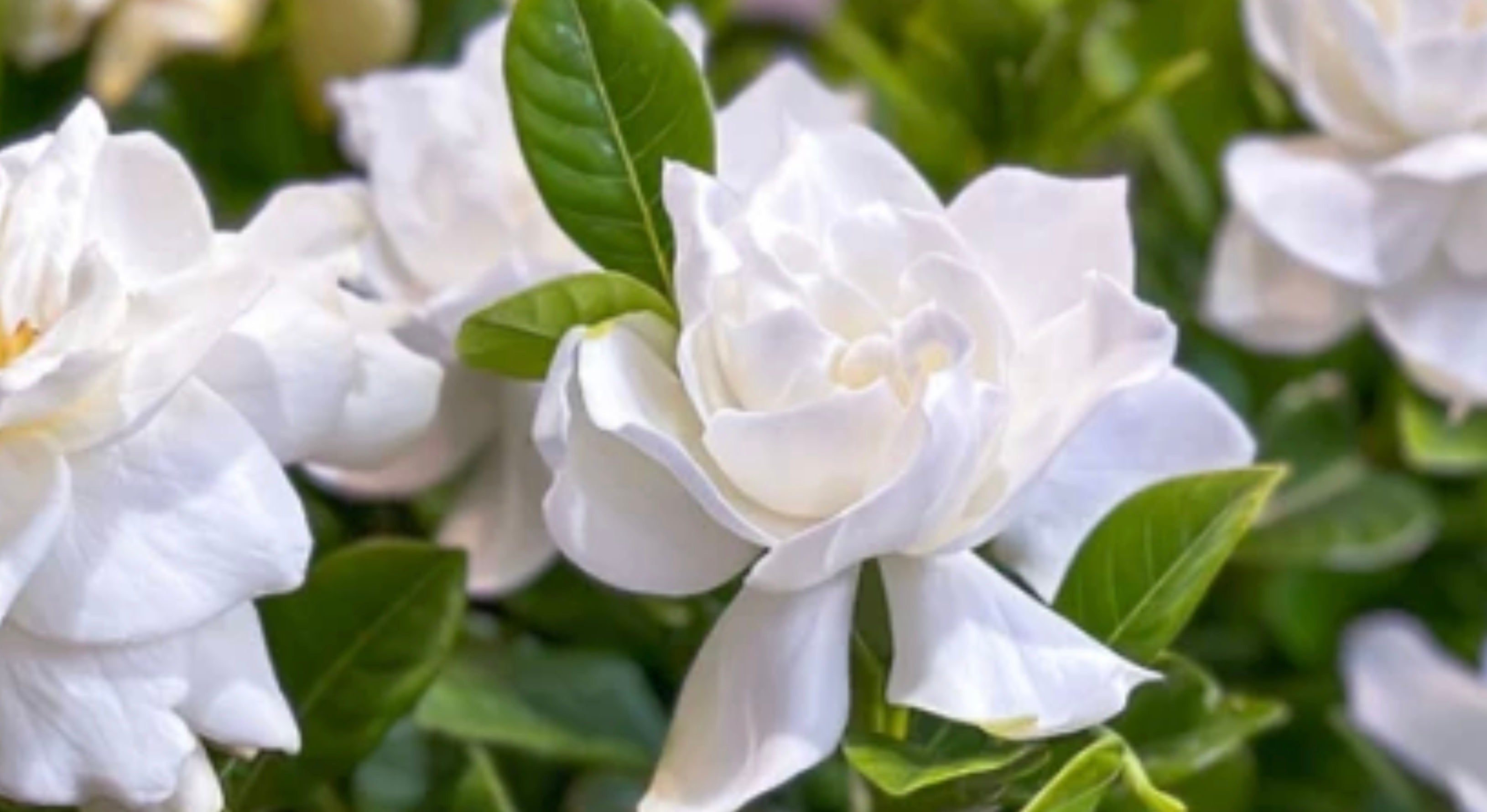 Gardenia Meaning