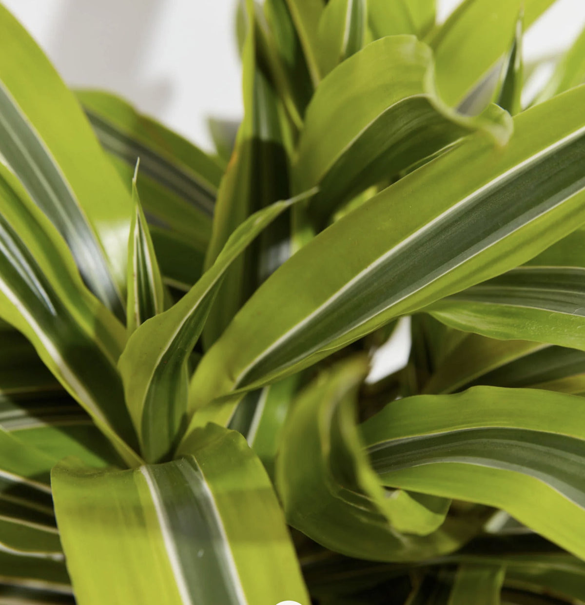 How Often to Water Dracaena