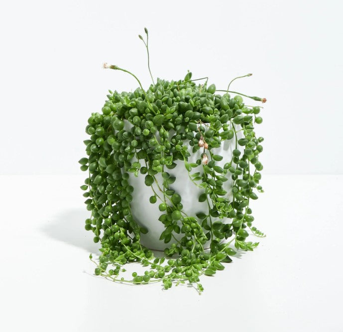 How Often to Water String of Pearls