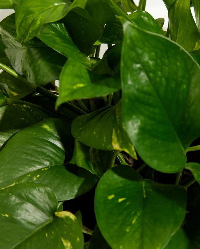 How to Propagate Pothos Plants