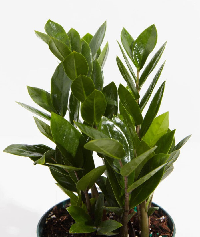 How to Propagate a ZZ Plant