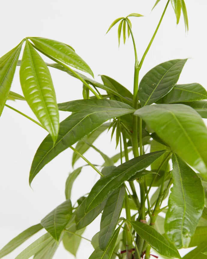 How to Prune a Money Tree Easily