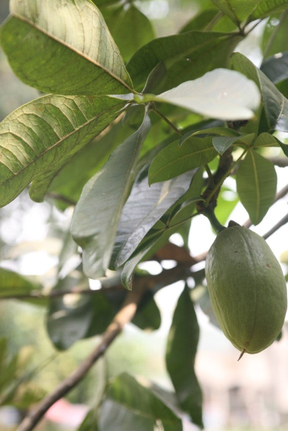 How to Repot a Money Tree