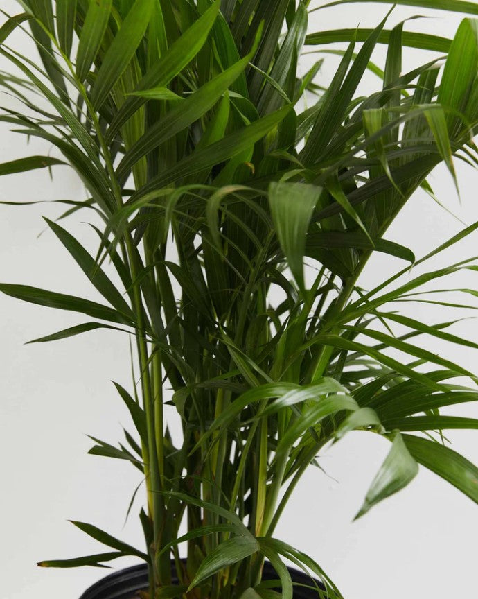 Is Cat Palm Toxic to Cats and Dogs