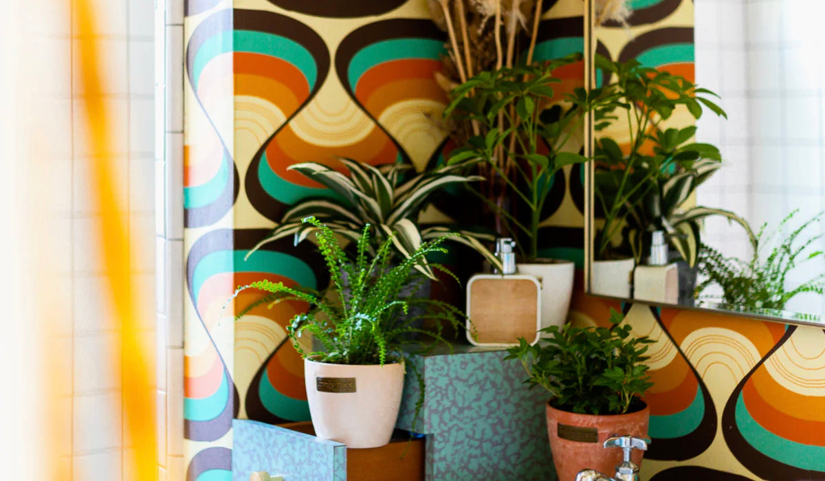 Best Plants for Bathroom No Light