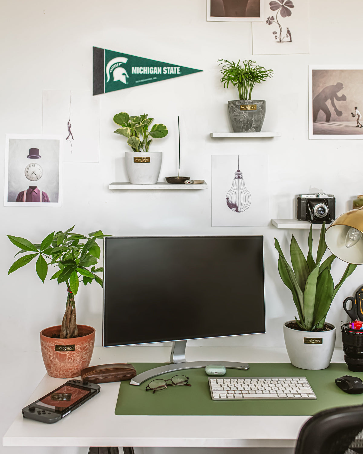 Best Low-Light Indoor Plants for Apartments, Offices, and Bedrooms