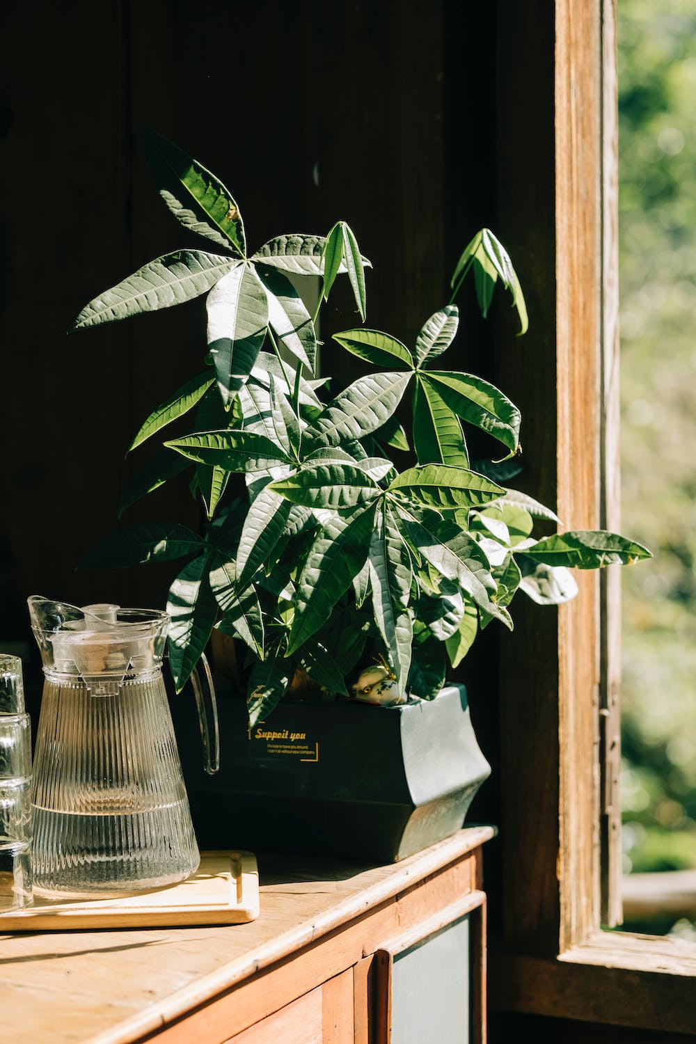 Money Tree Light Requirements