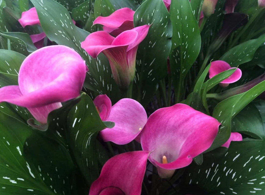 Pink Plants and Flowers