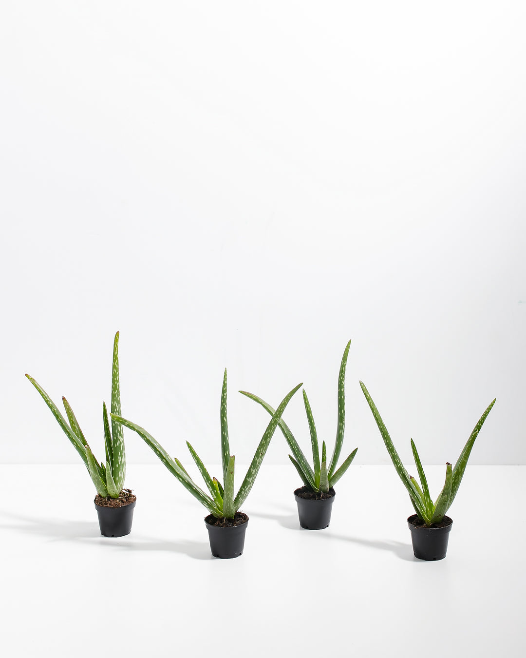 Aloe Vera Care Guide