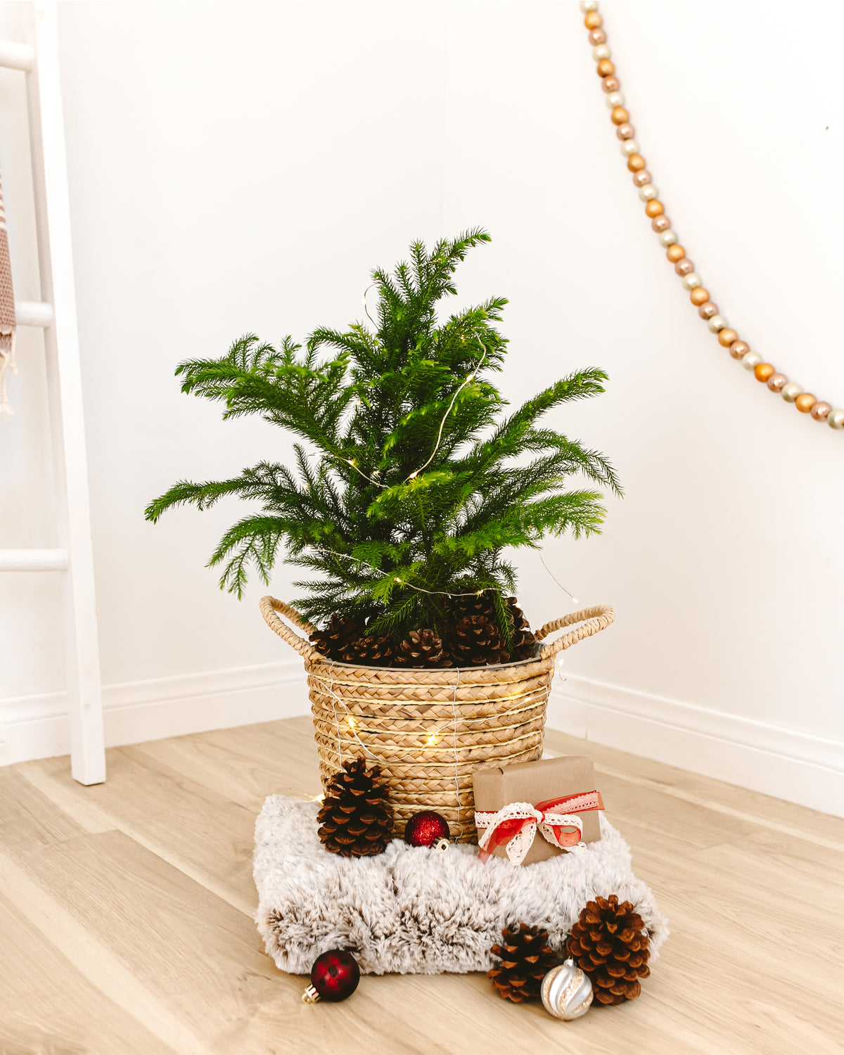 How to Care for your Living Christmas Tree