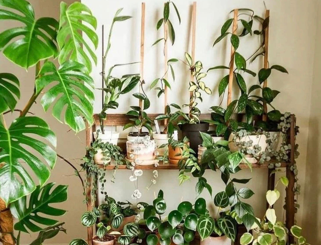 Find the best indoor plants to order online by light, space, and care level, from low-light favorites to sunny-room statement plants and beginner-friendly picks