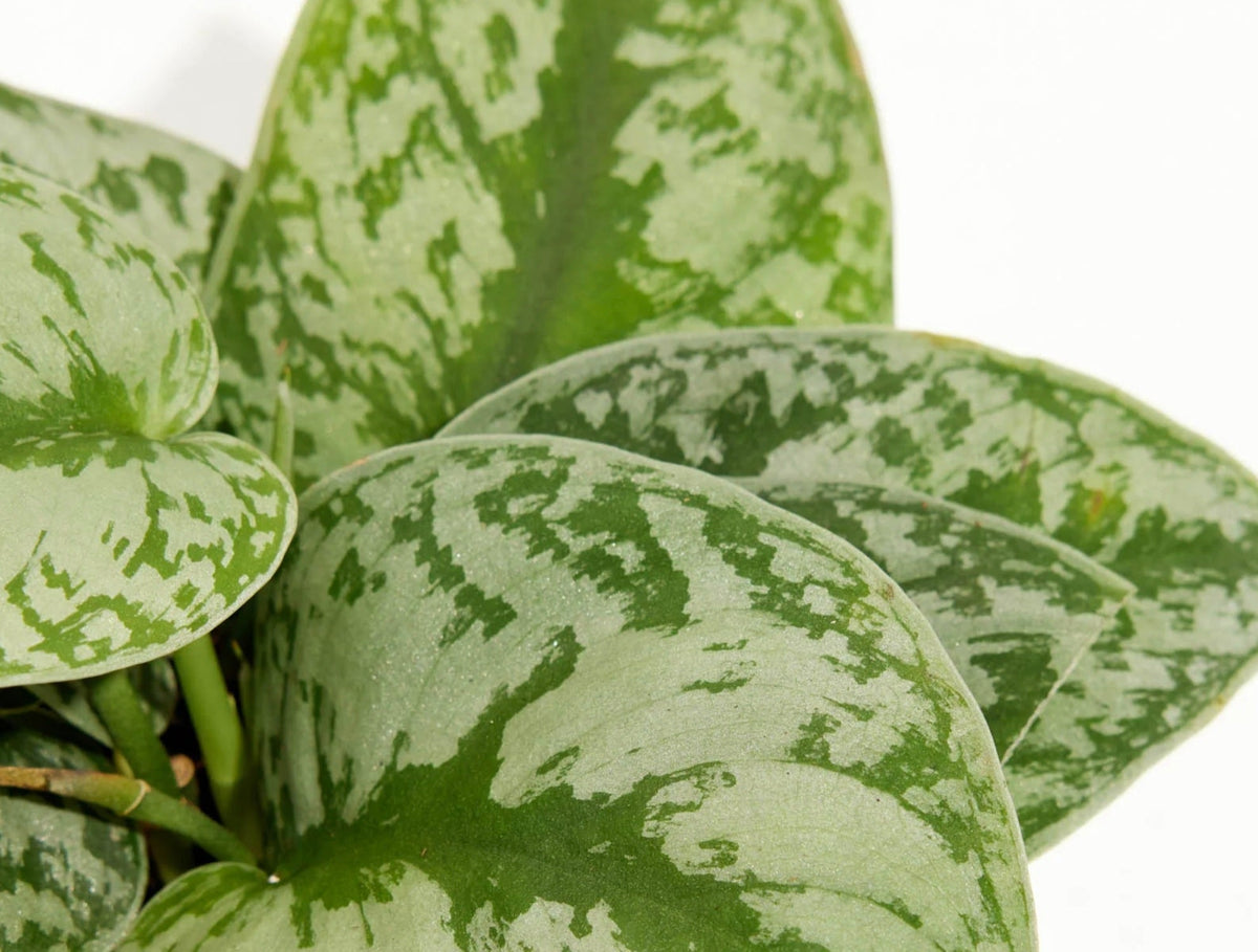 Silver Plants