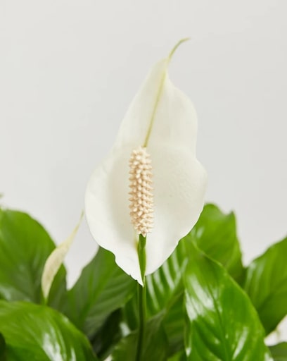 Why Are My Peace Lily Flowers Turning Brown or Green