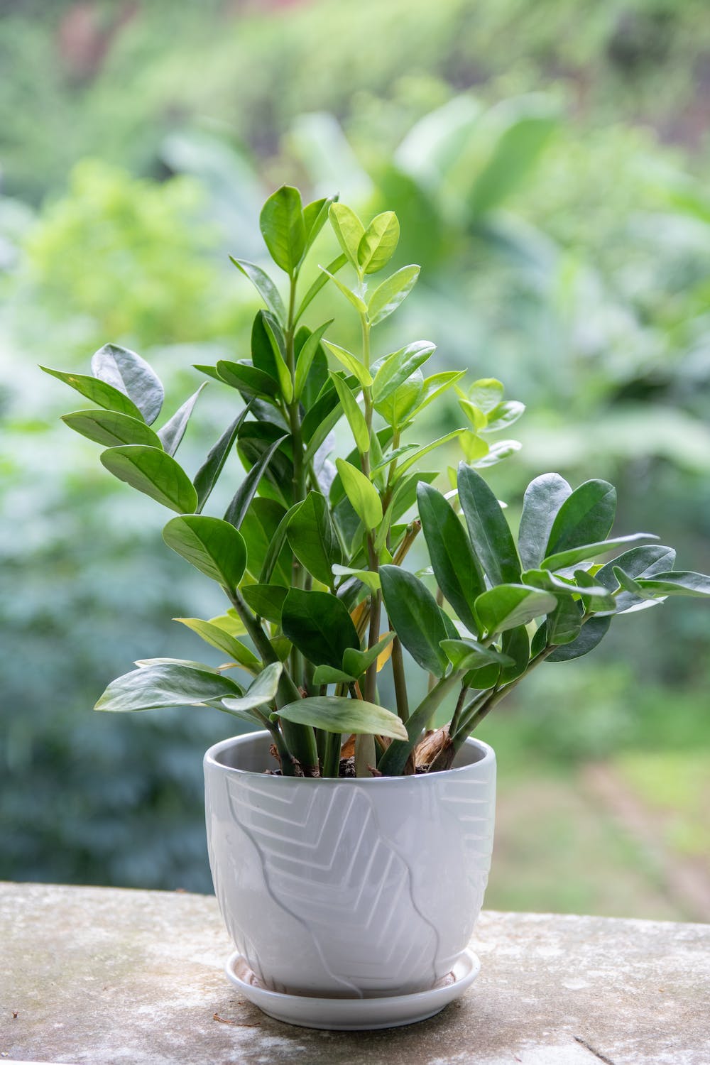 ZZ Plant Light Requirements