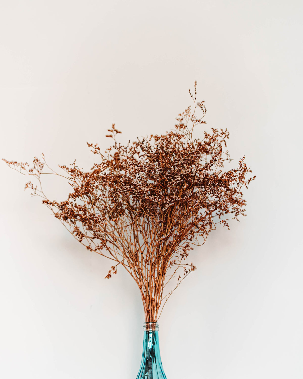 Plant 101: Signs You’re Underwatering your Indoor Plant