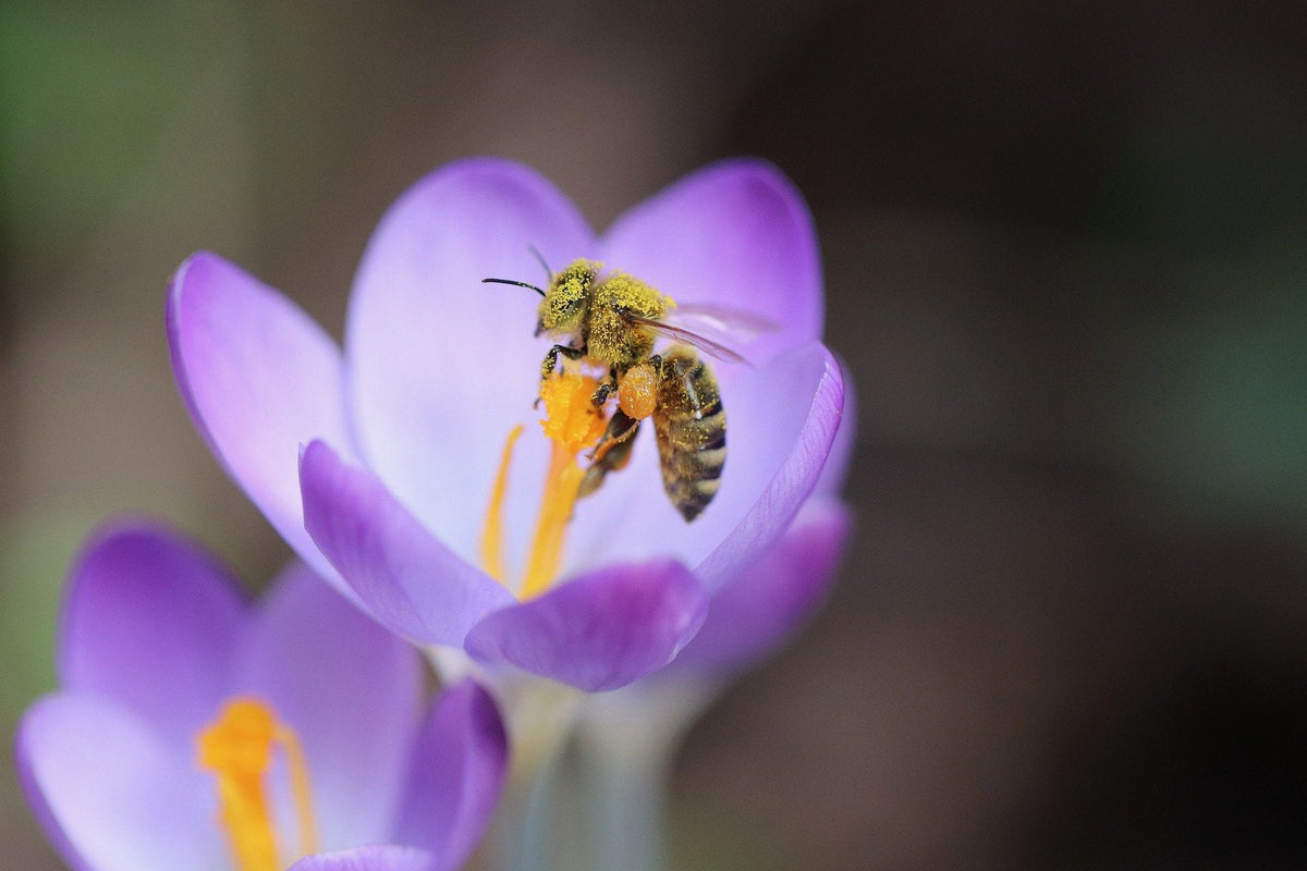 Pollinator Attracting Bulbs