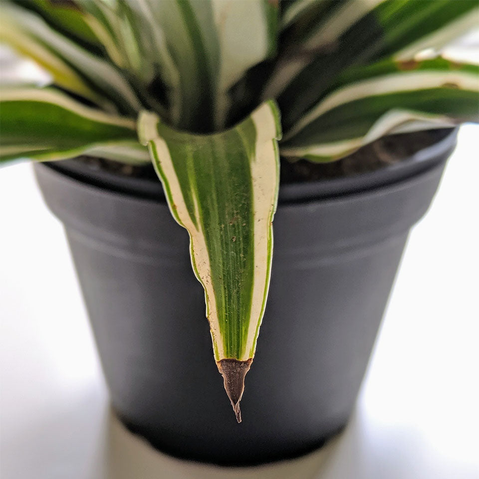 What Causes Brown Leaves