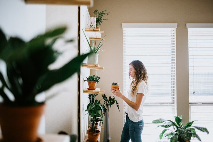 11 Foolproof Ways to Prepare Plants to Move Inside