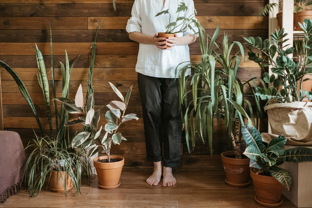 Prepare Your Potted Indoor Plants for Spring