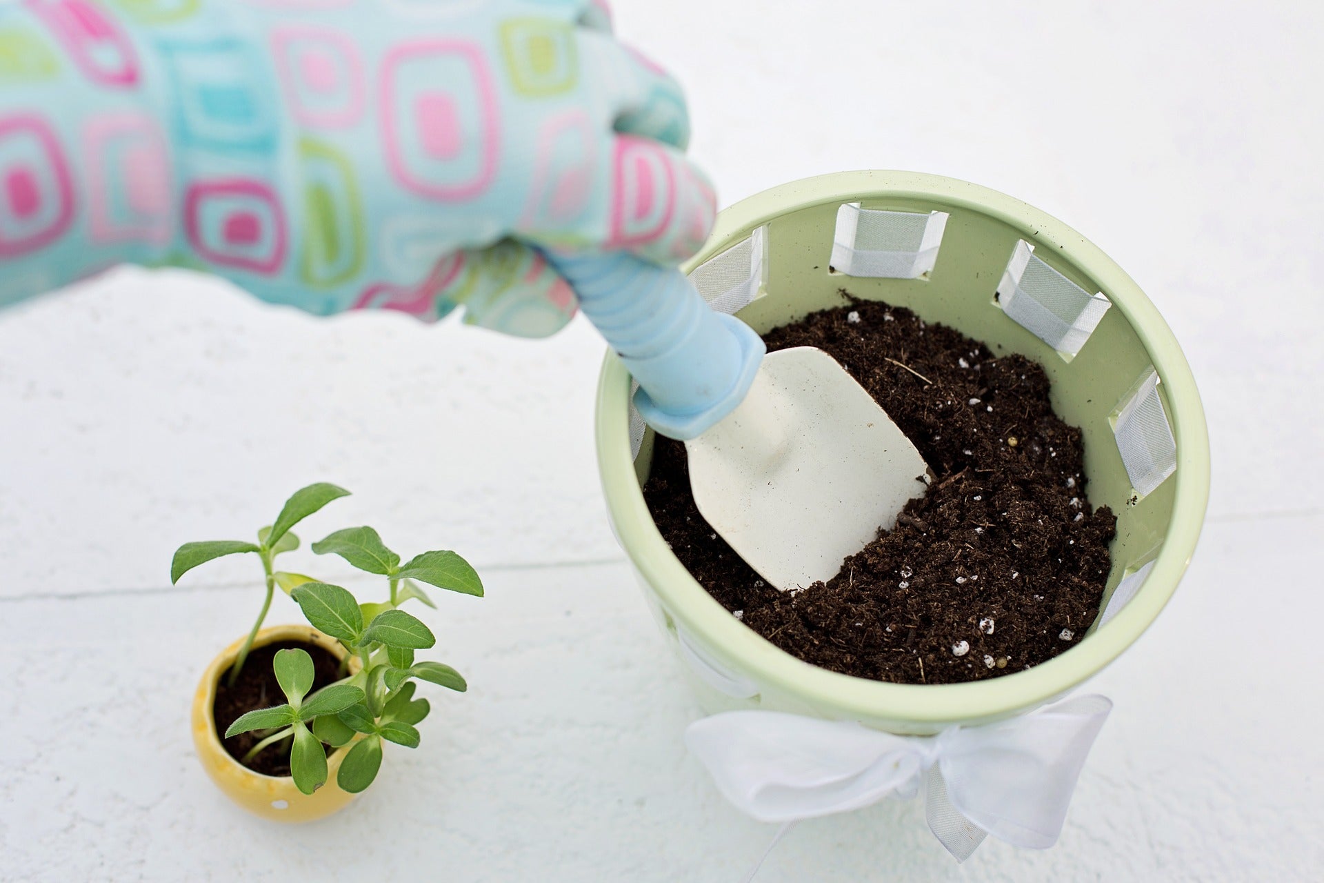 10 Common Mistakes Plant Parents Make