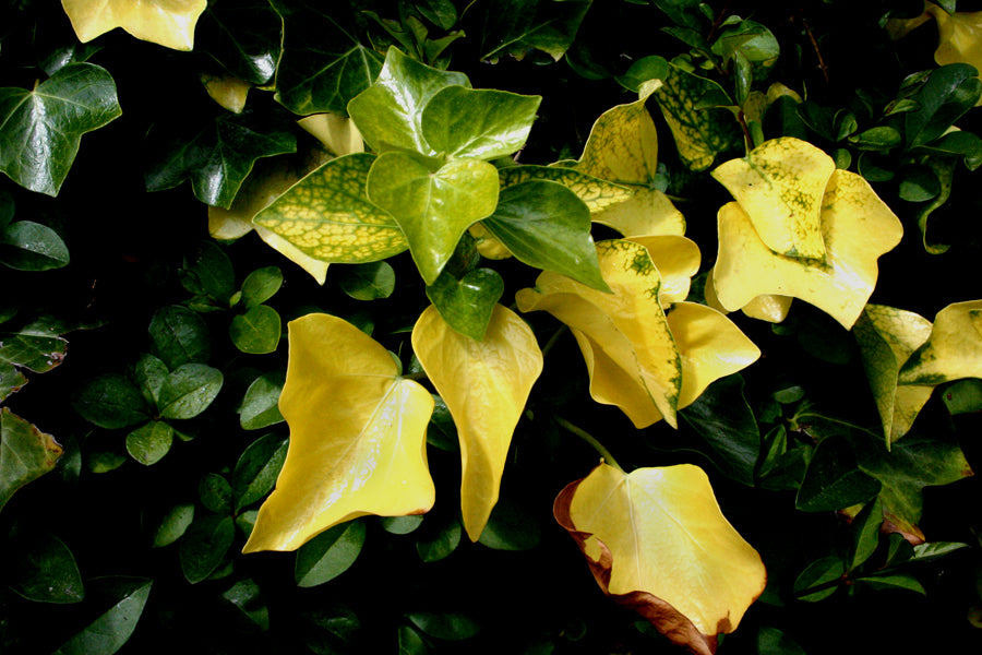What Causes Yellow Leaves
