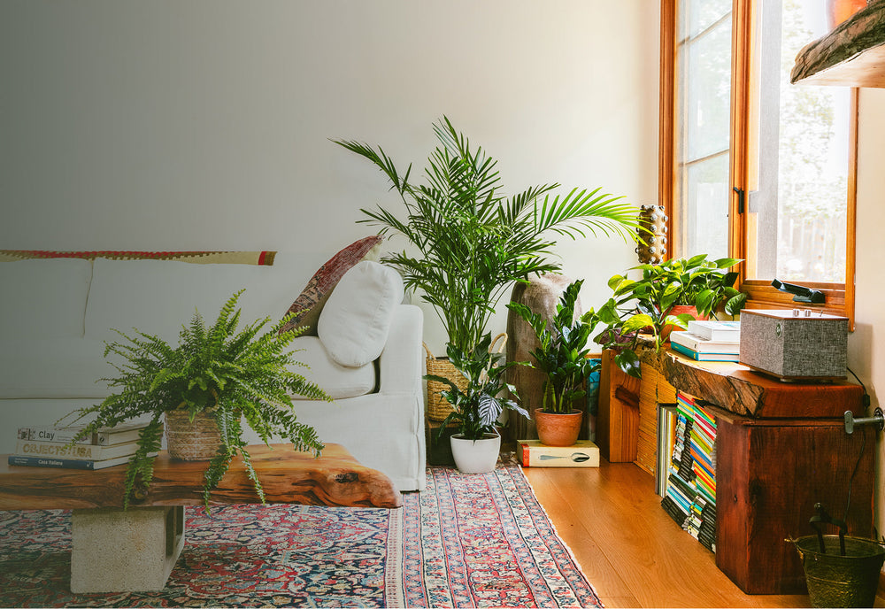 Sale Plants