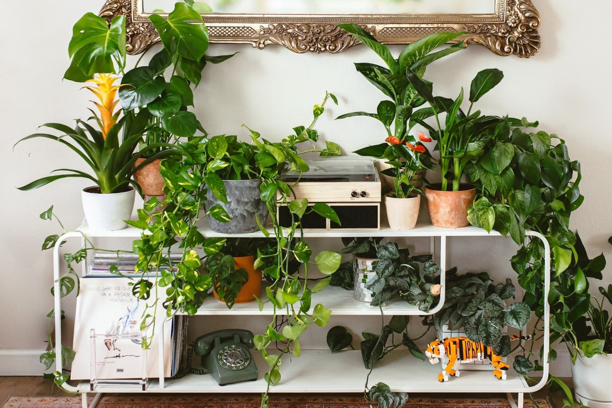All Plants at Lively Root