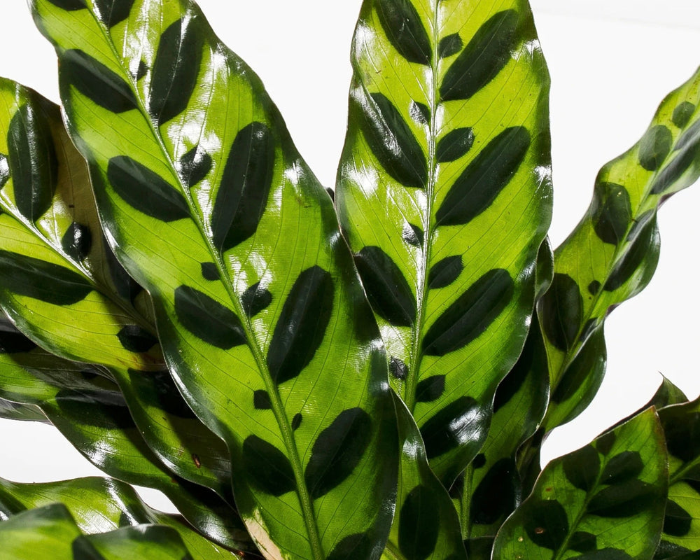 Shop Calathea Plants Online