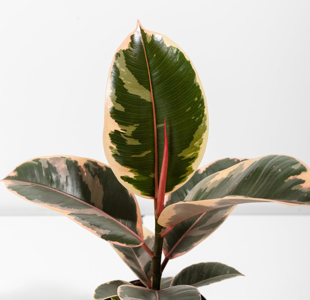 Ficus Tree Plants