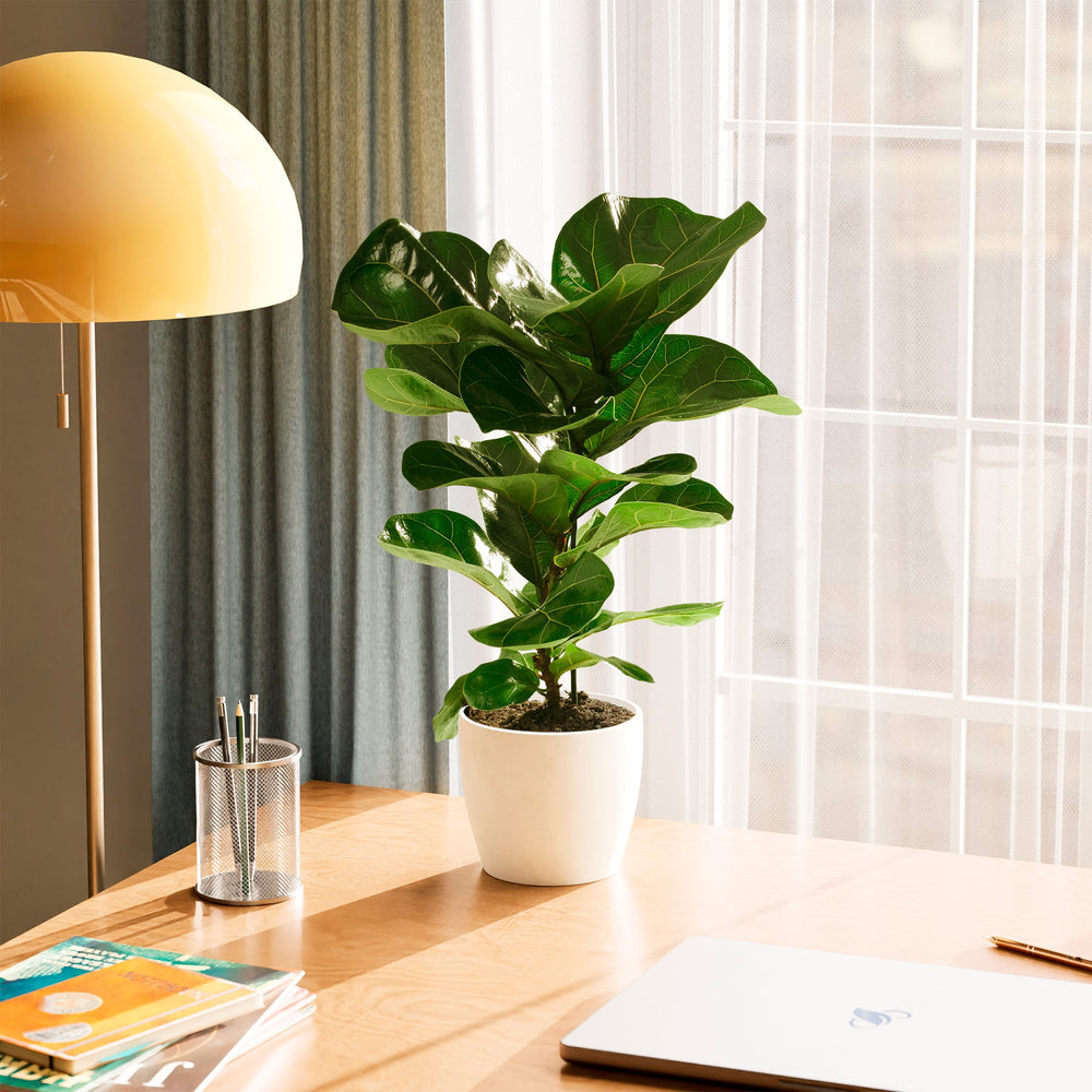 Indoor Plants & Houseplants