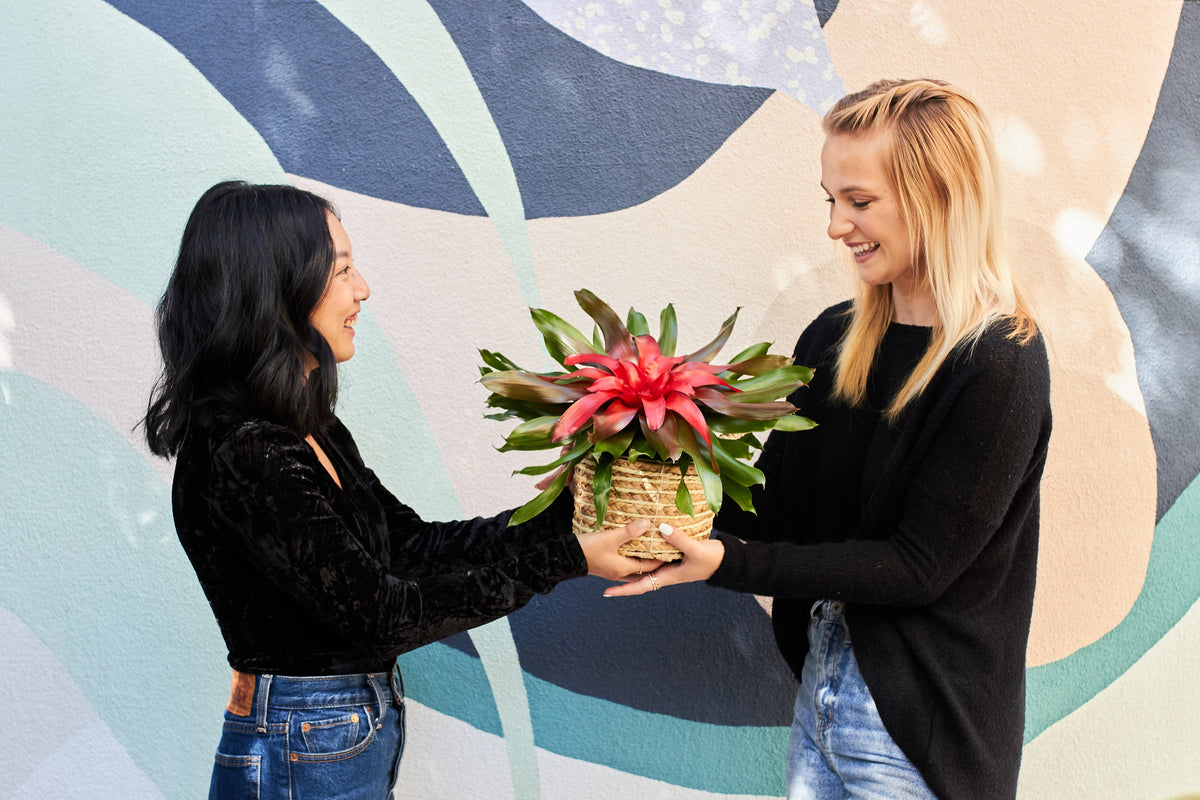 Live Plants as Corporate Gifts