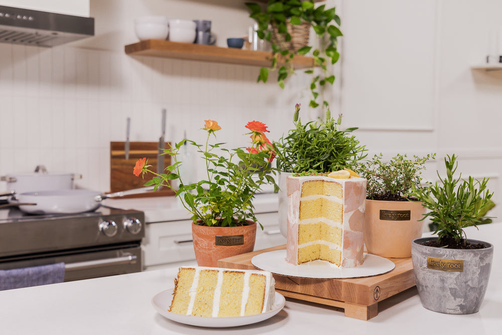 Best Plants For The Kitchen