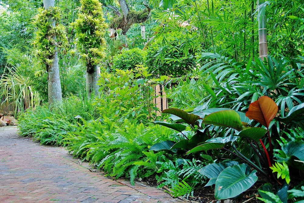 Zone 11 Plants