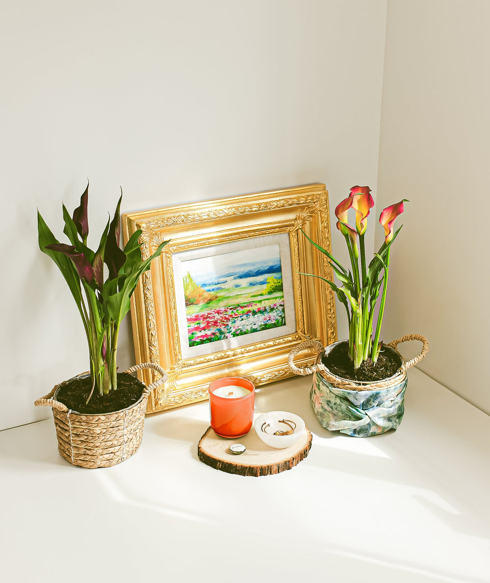 Sympathy Plants