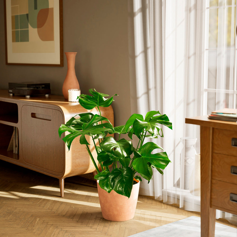 Large House Plants