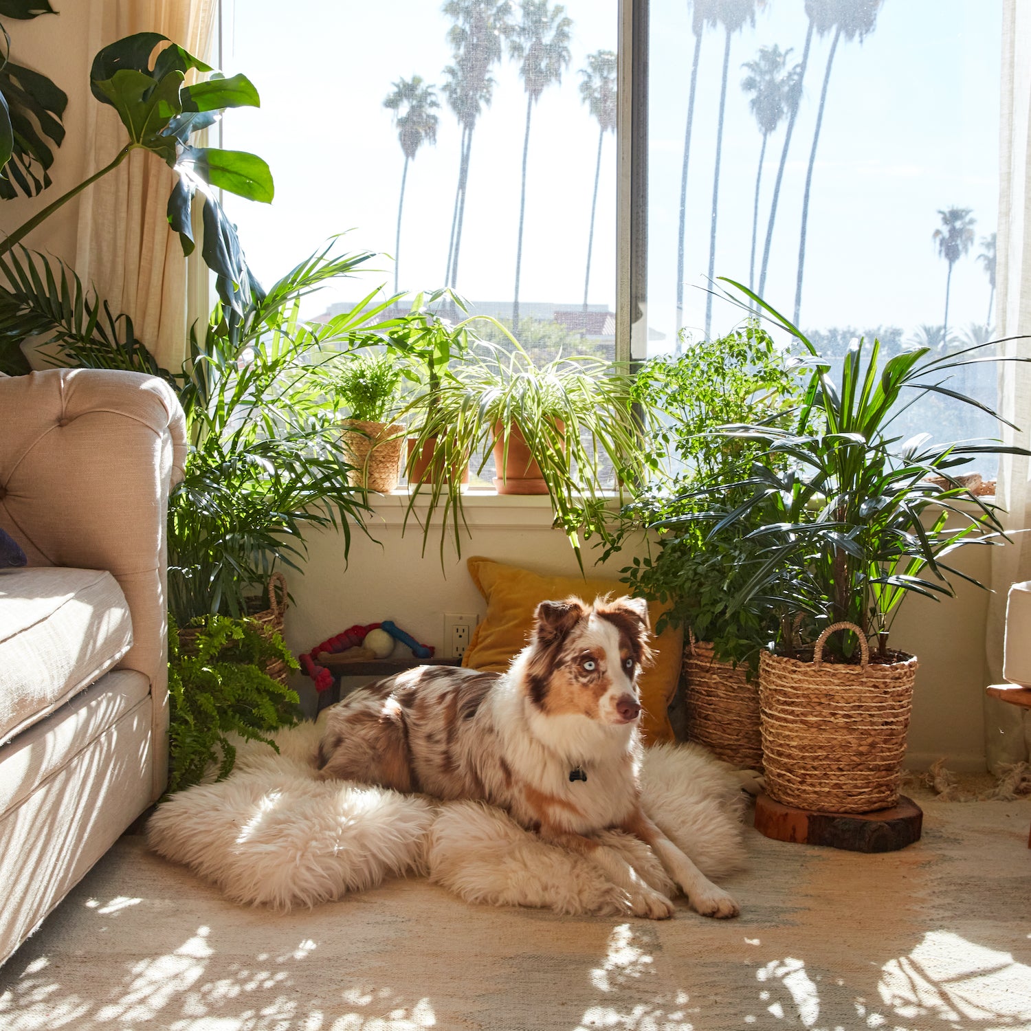 Indoor Palm Trees