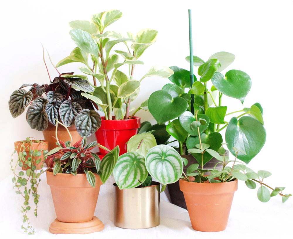 Peperomia Plants