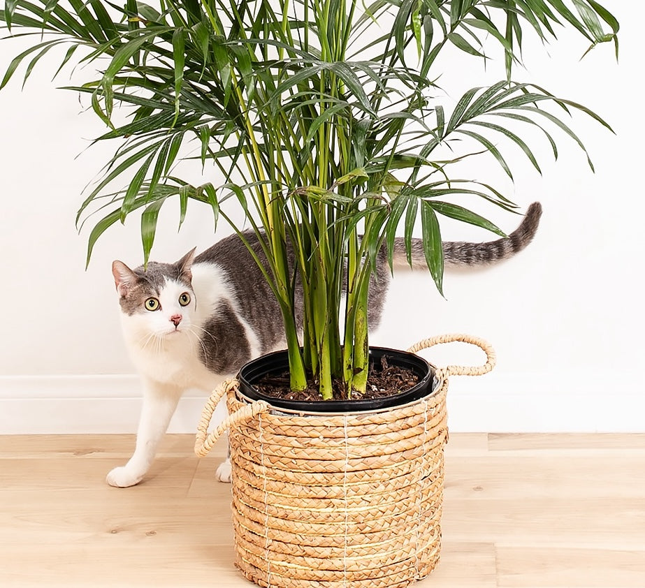 Cat Friendly Plants