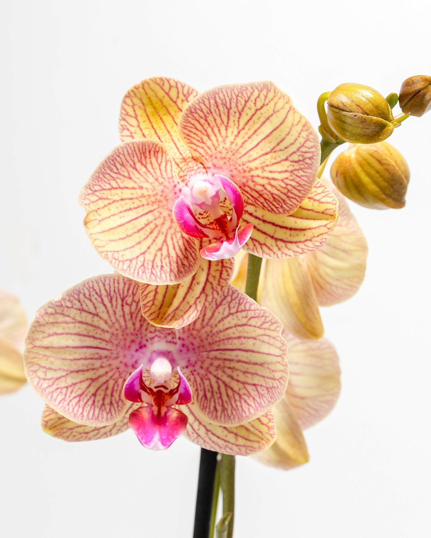 Orchid Flowers