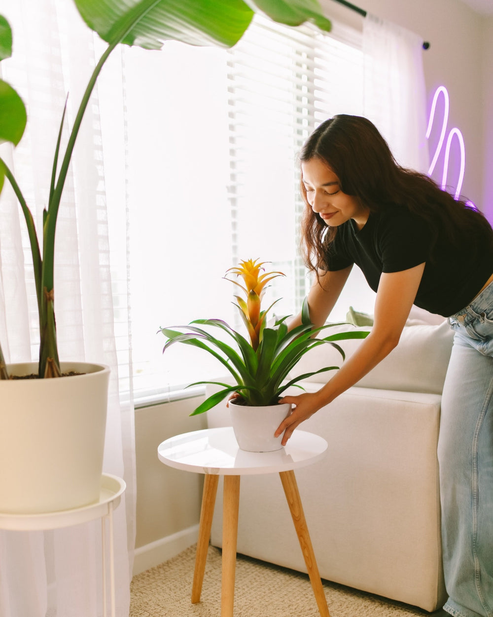 Plant Gifts, Delivered