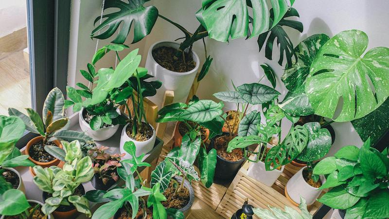 Rare Plants