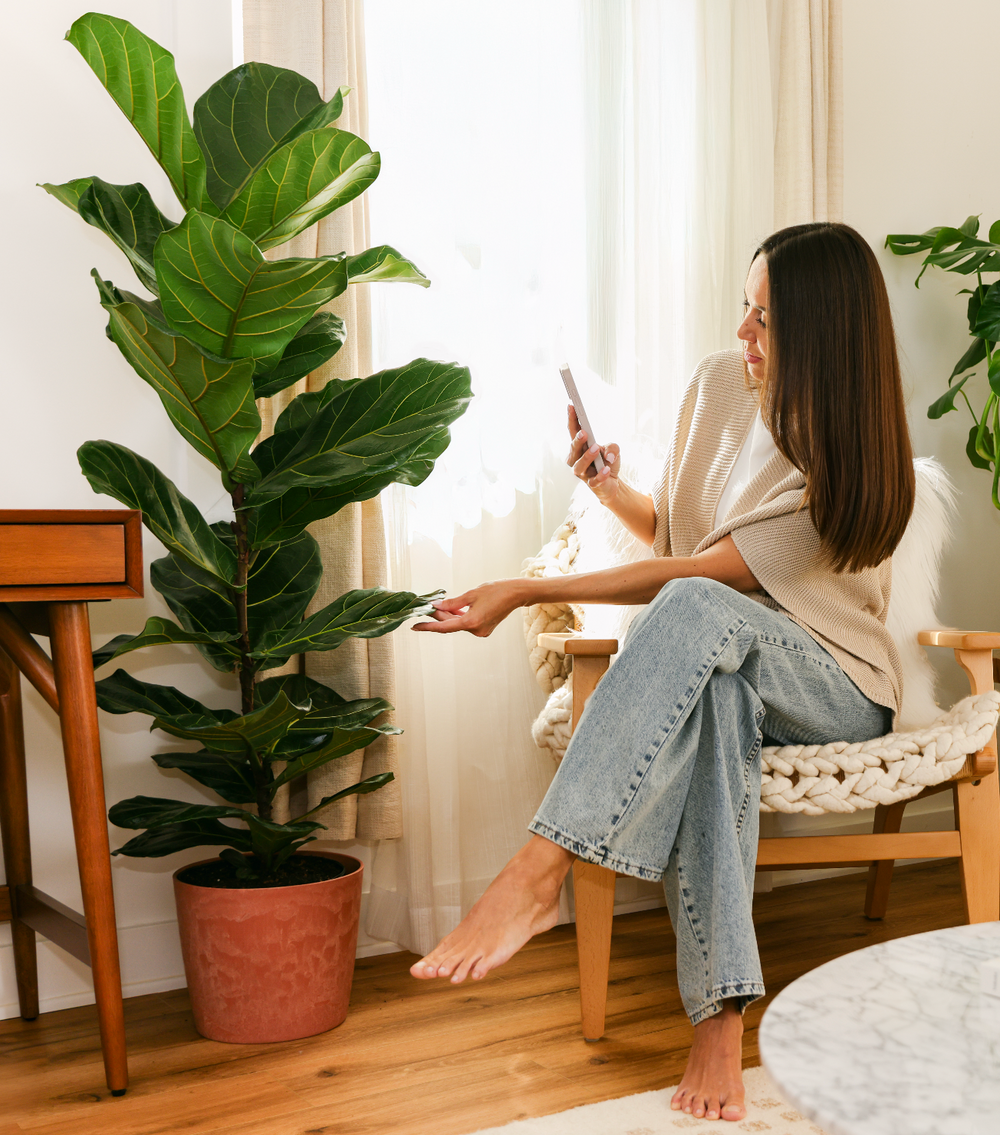 Low Maintenance Indoor Plants